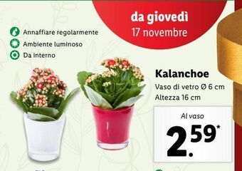 Lidl Kalanchoe offerta