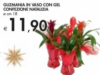 Bennet Guzmania in vaso con gel confezione natalizia offerta