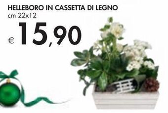 Bennet Helleboro in cassetta di legno offerta
