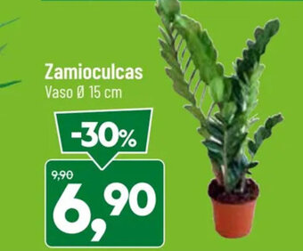 Zamioculcas