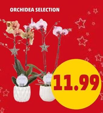 PENNY Orchidea selection offerta