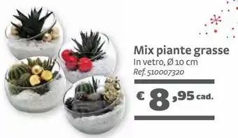 Bricocenter Mix piante grasse offerta