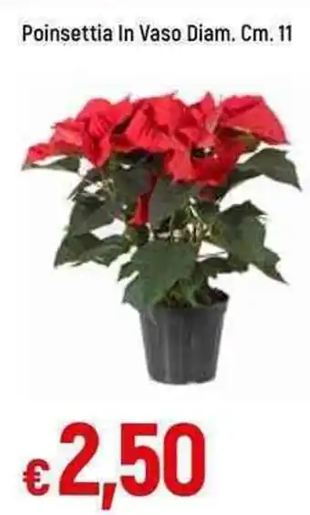 Galassia Poinsettia In Vaso Diam. Cm.11 offerta