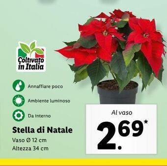 Lidl Stella di natale offerta