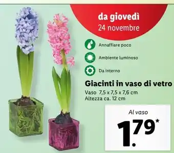 Lidl Giacinti in vaso di vetro offerta