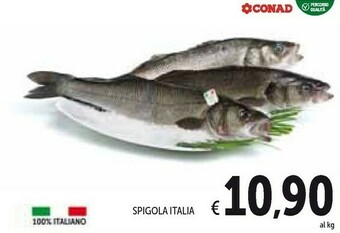 Conad Pesce offerta