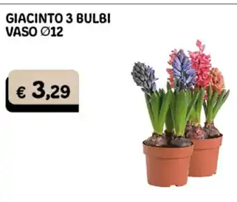 Giacinto 3 Bulbi Vaso ø 12