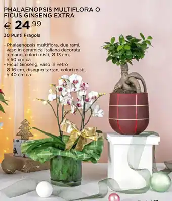 Esselunga Phalaenopsis Multiflora o Ficus Ginseng Extra 30 Punti Fragola offerta