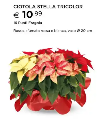 Esselunga Ciotola Stella Tricolor 16 Punti Fragola offerta