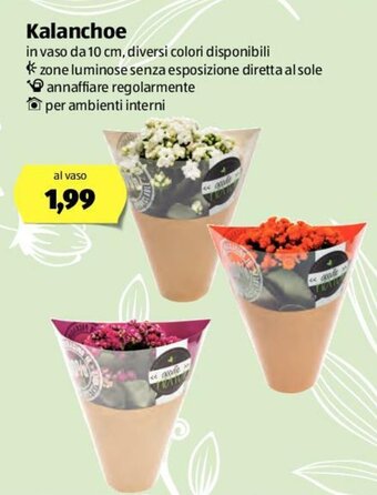 ALDI Kalanchoe offerta