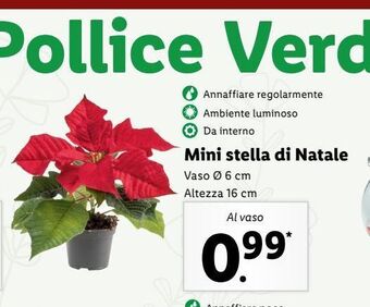 Lidl Mini stella di natale offerta
