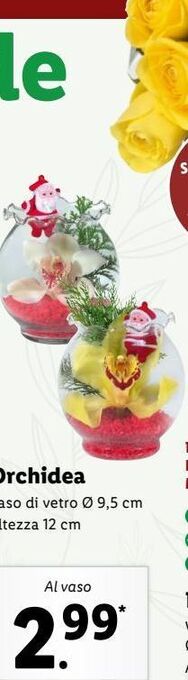 Lidl Orchidea offerta