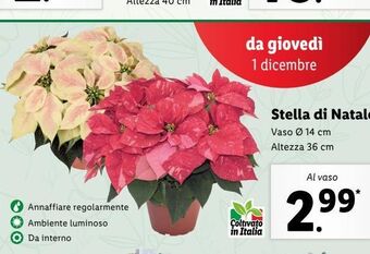 Lidl Stella di natale offerta