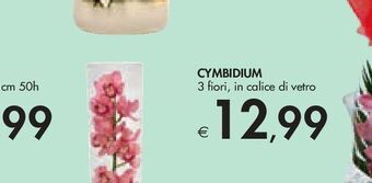 Bennet Cymbidium offerta