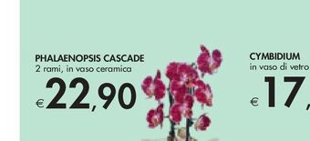 Bennet Cymbidium offerta