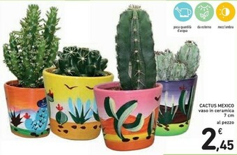 Cactus Mexico