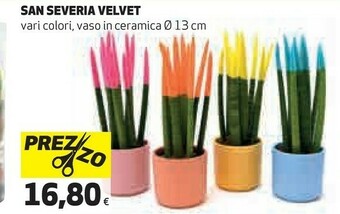 Coop Piante offerta