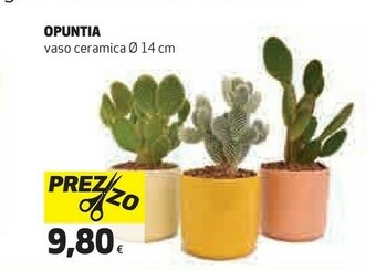 Coop Piante offerta