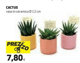 Ipercoop Piante offerta