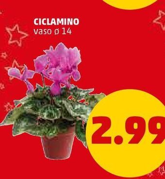 PENNY Ciclamino vaso 12 offerta
