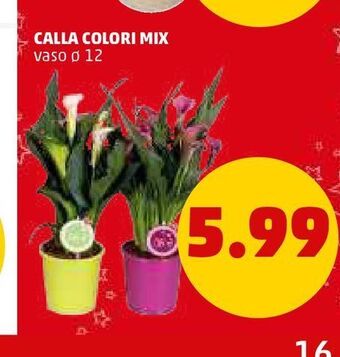 PENNY Orchidea offerta