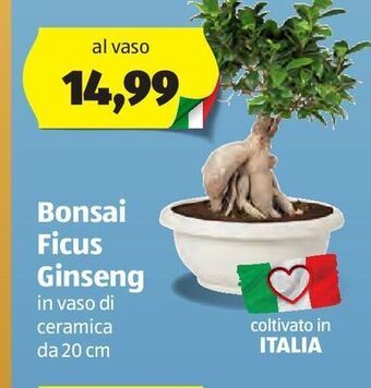 Bonsai ficus ginseng