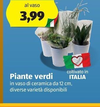 ALDI Piante verdi offerta