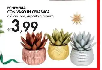 Bennet Echeveria con vaso in ceramica offerta