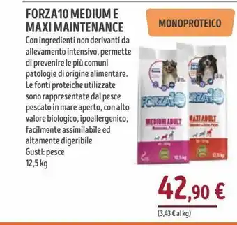 Forza 10 medium e maxi maintenance