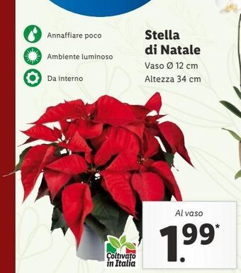 Lidl Stella di natale offerta