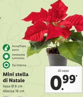 Lidl Mini stella di natale offerta