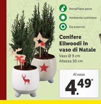 Lidl Conifere ellwoodi in vaso di natale offerta