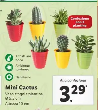Lidl Mini cactus offerta