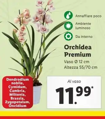 Lidl Orchidea premium offerta
