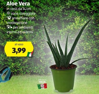 ALDI Aloe Vera offerta