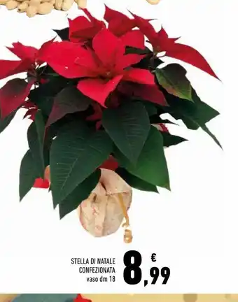 Conad Stella di natale confezionata offerta