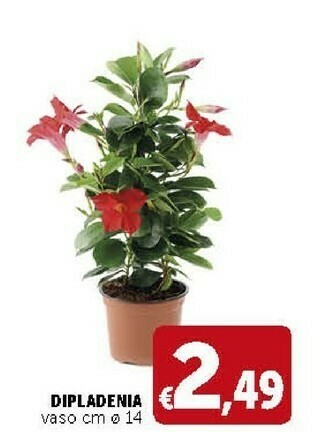 Deco Supermercati Dipladenia Vaso offerta
