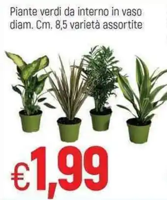 Famila Piante verdi da interno in vaso diam. cm. 8,5 varietà assortite offerta