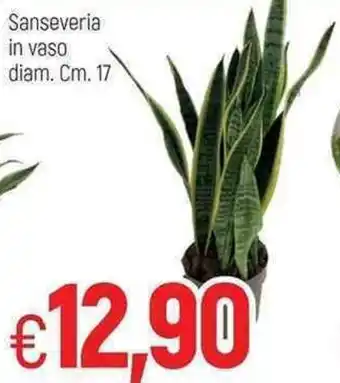 Famila Sanseveria in vaso diam. cm. 17 offerta