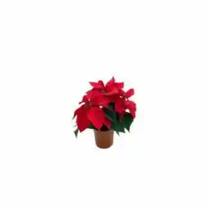 Sole 365 Stella di natale vaso cm12 offerta