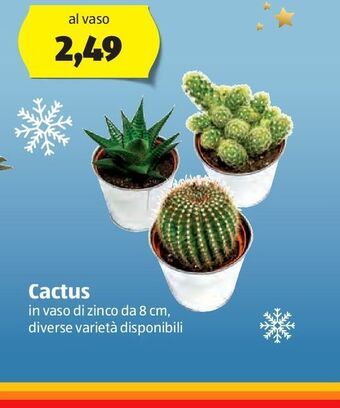 ALDI Cactus offerta