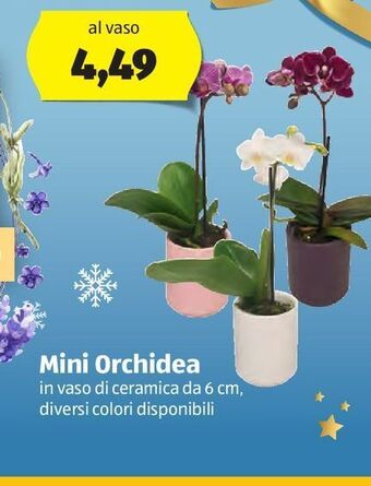 ALDI Mini orchidea offerta