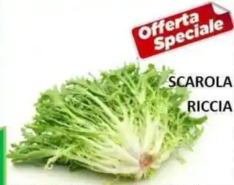 Scarola Riccia