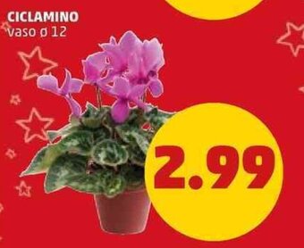 PENNY Ciclamino vaso ø 12 offerta