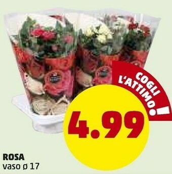 PENNY Rosa offerta