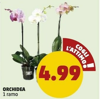 PENNY Orchidea offerta