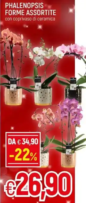 Phalenopsis Forme Assortite Con Coprivaso di Ceramica