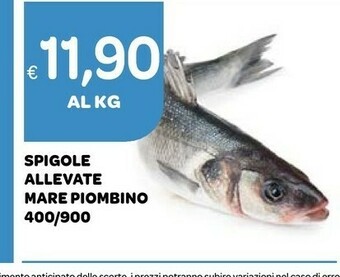 Ekom Spigole Allevate Mare Piombino offerta