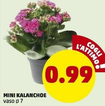 Mini Kalanchoe