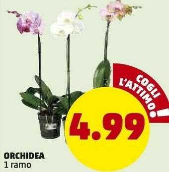PENNY Orchidea offerta